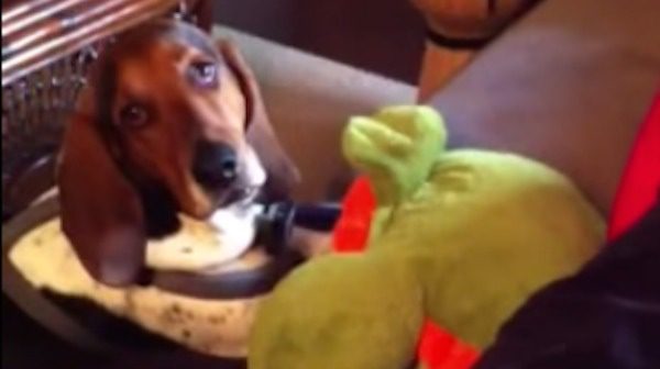 Dog is embarrassed