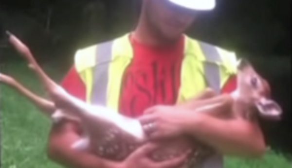 fawn likes belly rubs