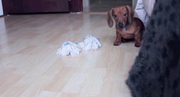 Cute Dachshund Puppy Adorably Sneaks Up On His Dad