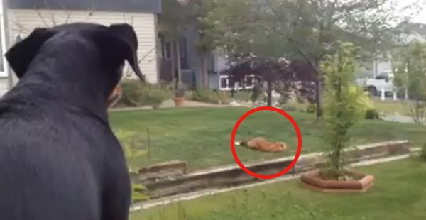 fox plays with dog's toy