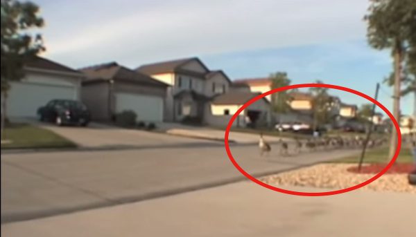 Birds out for a jog