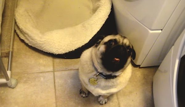 pug refuses to go to bed
