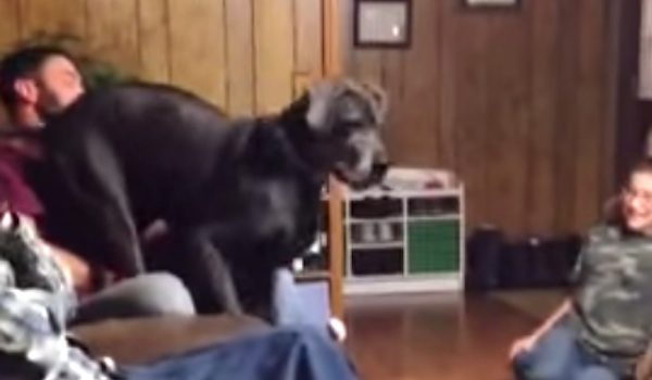 Great Dane Intimidated By Tiny Visitor