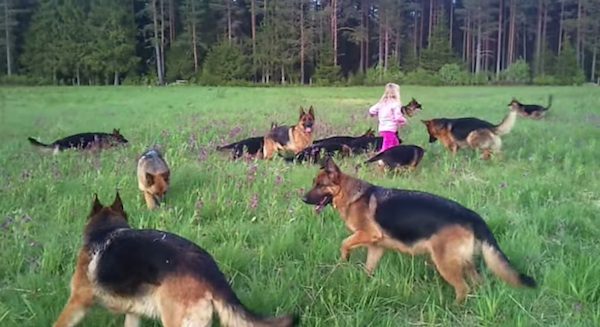 German Shepherds with girl