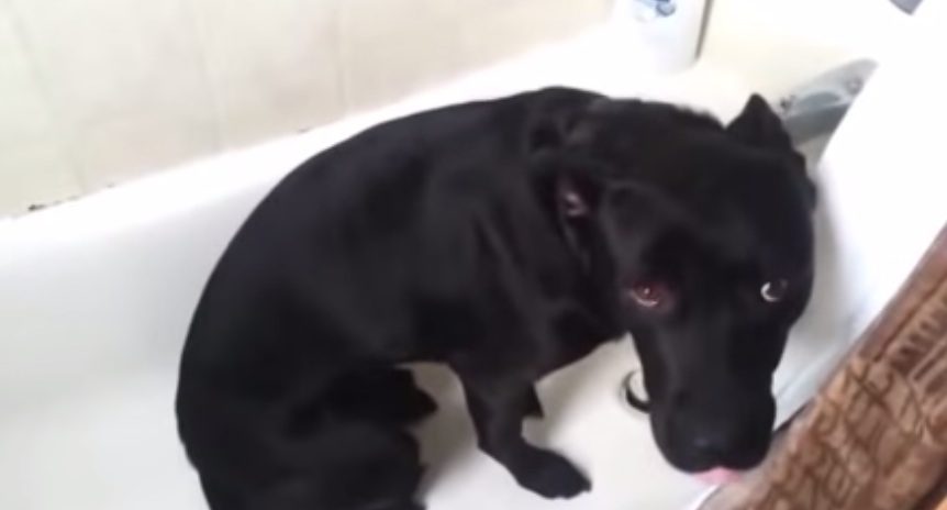 guilty dog
