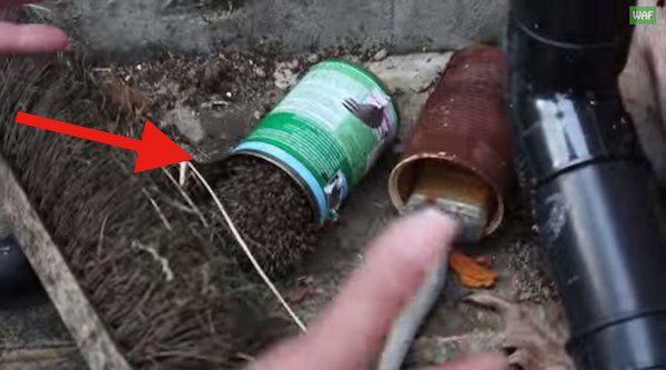 hedgehog rescue