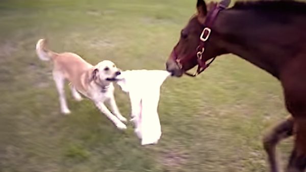 Rescued Foal Never Knew How To Play Or What Friendship Was, Until She Met This Special Dog