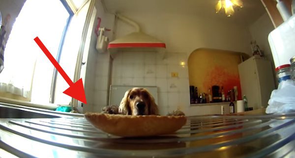 spaniel caught stealing