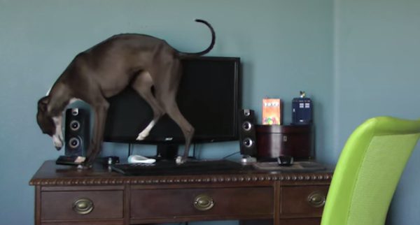 Hidden Camera Catches Thieving Dog Stealing Stuff From Around The House