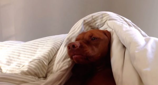 lazy vizsla