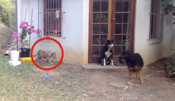 lion cub sneaks up on dogs
