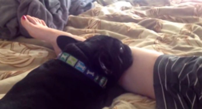 french bulldog rests head