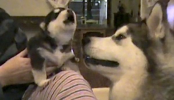 puppy howls in front of mom