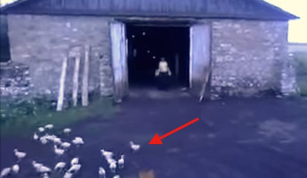 Man summons ducks