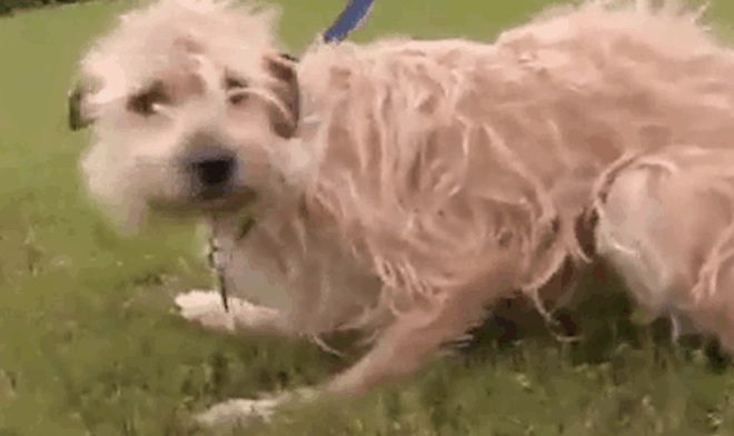 Dog Swept Away By Tornado Crawls On Two Broken Legs To Get Back Home To Family