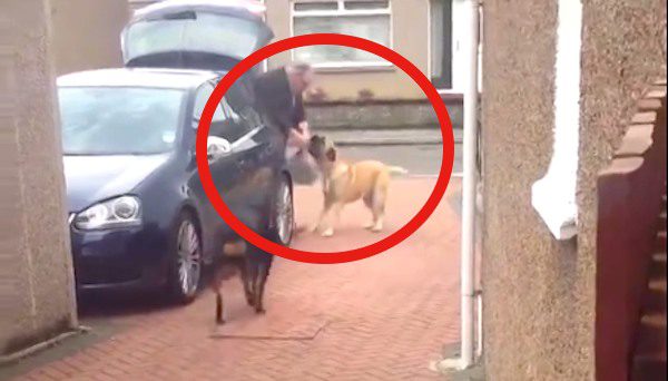 dog carries shopping bags