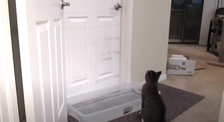 cat opens booby-trapped door