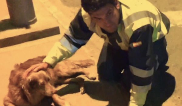 cop helps injured dog