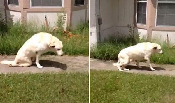 Dog Paralyzed After Freak Accident Takes His First Few Steps