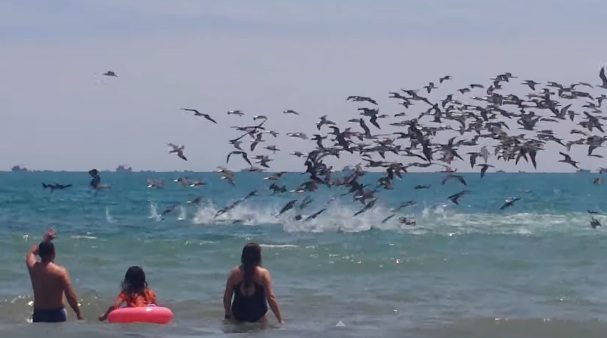 pelican feeding frenzy