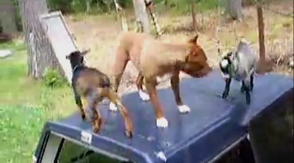 pit bull plays with goats