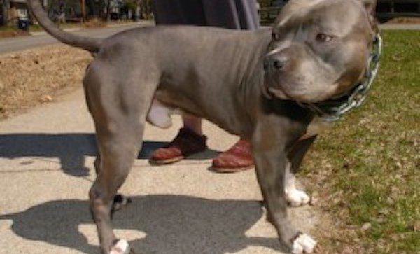 Heroic Pit Bull Sees A Man Attacking A Woman And Comes To Her Rescue
