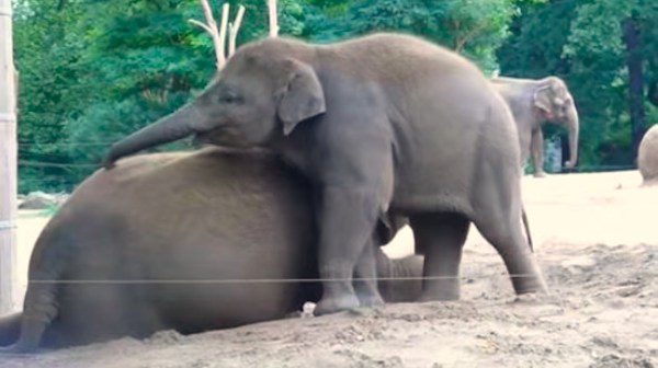 playful baby elephant