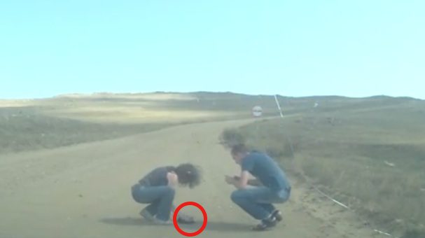 prairie dog rescued