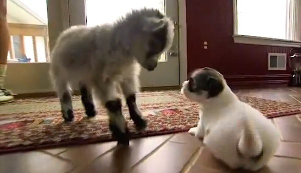 Baby Goat Meets Puppies For The First Time And Does The Funniest Thing To Invite Them To Play