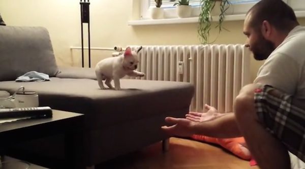 Puppy jumps into man's arms