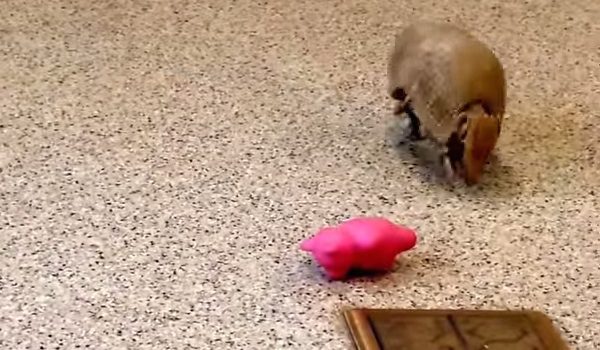 Armadillo Playing With His Favorite Toy Is The Cutest