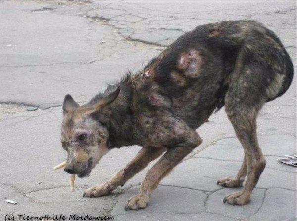 Nobody Was Helping This ‘Zombie’ Dog Until One Couple Saw Her Photo