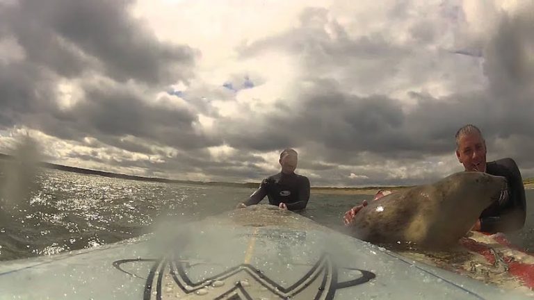 Baby Seal Jumps On A Surfer’s Board And Gives These Guys A Once-In-A-Lifetime Experience
