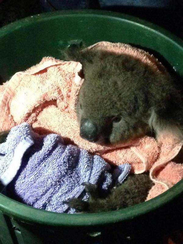 Koala saved by CPR