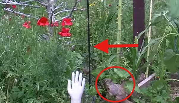 squirrel tries to raid bird feeder