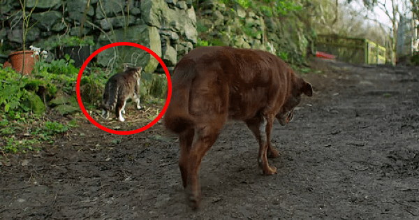 Old, Blind Dog Never Left The Safety Of His Bed Until He Met This Tough Cat