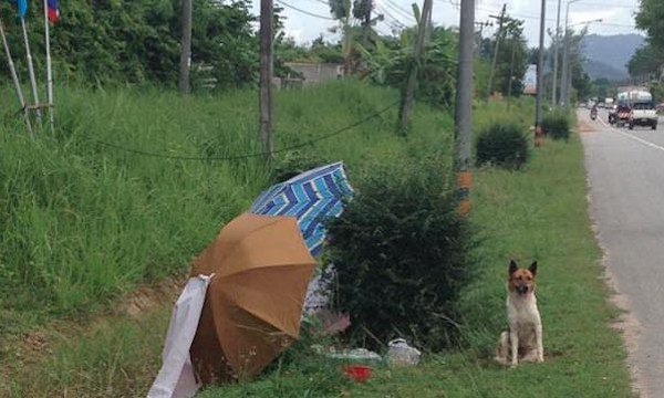 thai-dog-rescue-10