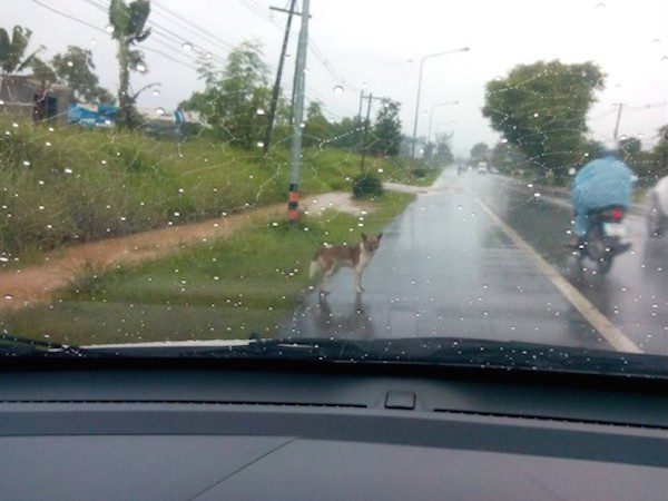 thai-dog-rescue-1