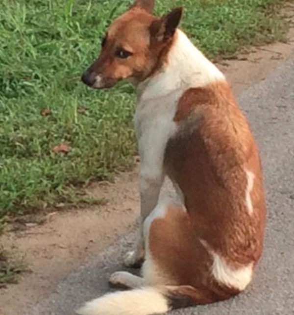 thai-dog-rescue-12