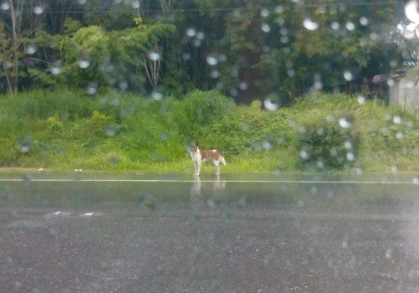 thai-dog-rescue-2