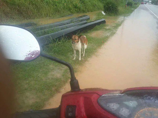 thai-dog-rescue-3