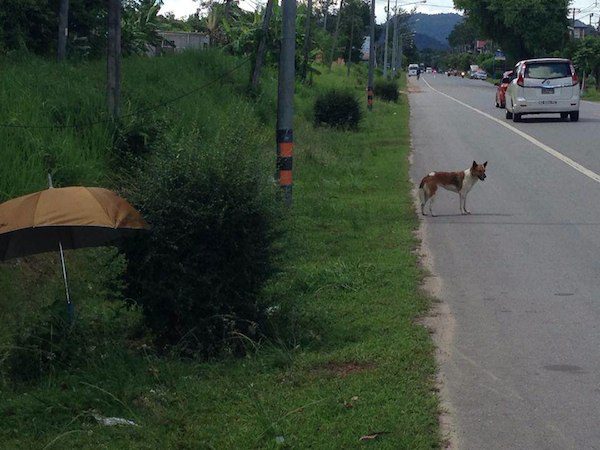 thai-dog-rescue-5