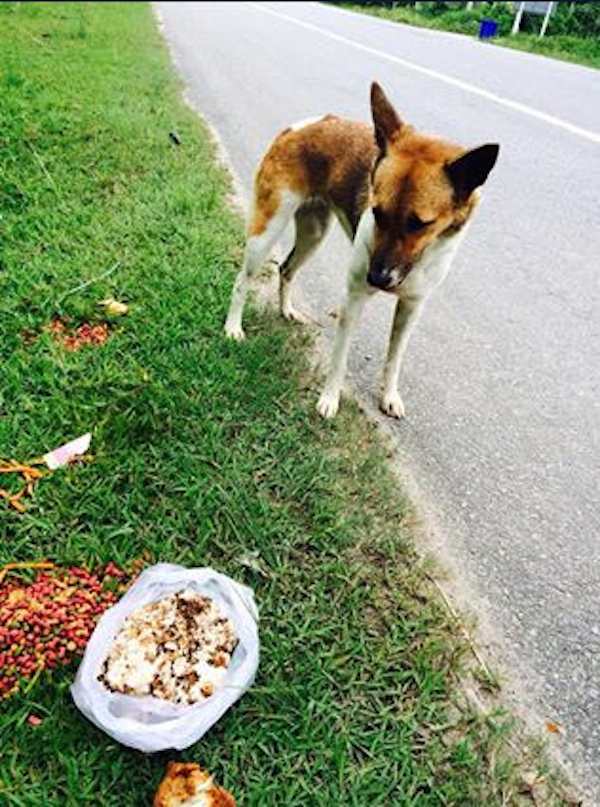thai-dog-rescue-7