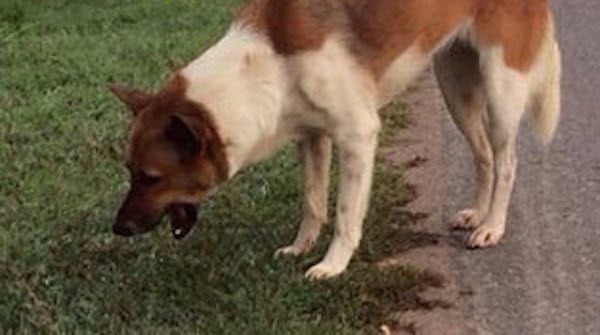 thai-dog-rescue-8