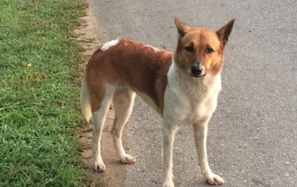 thai-dog-rescue-9
