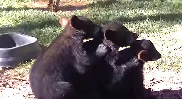 3 Bear Cubs Line Up For The Most Adorable Grooming Session. This Is What Teamwork Is All About!
