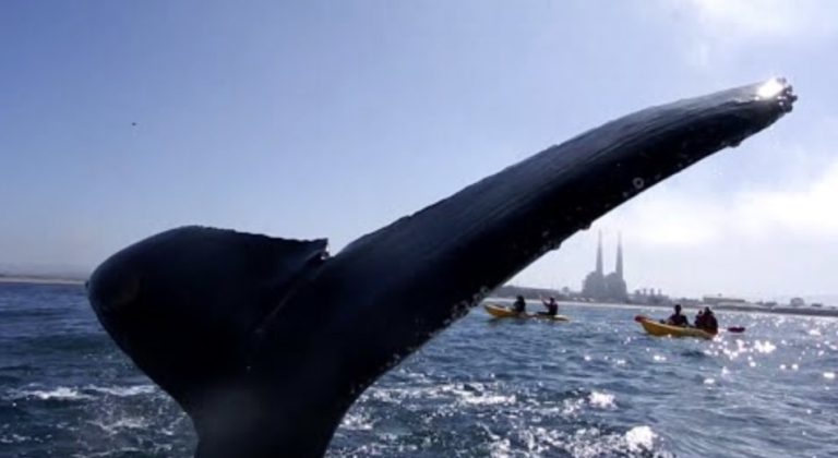 Whale Nearly ‘High Fives’ Kayaker In The Face