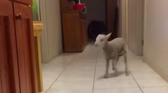 lamb bounces down hall