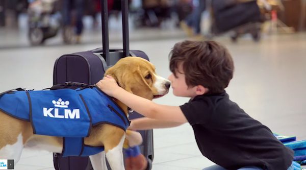 This Adorable Beagle Returns Lost Items To Their Owners In Schipol Airport