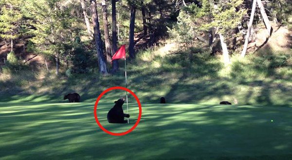 They Went To Play A Round Of Golf And Saw A Funny Bear Cub Discover Some New “Toys” Instead